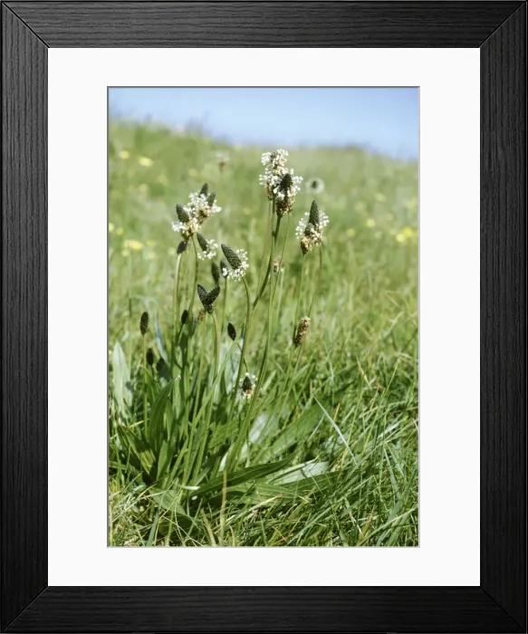 Framed Print : Ribwort Plantain Also known as: soldiers and sailors, fighters, hard-heads, fire-weed. Widespread and common throughout Britain also occurs in much of Europe, except the far north, North Africa, and north and central Asia Framed Print : Ribwort Plantain Also known as: soldiers and sailors, fighters, hard-heads, fire-weed. Widespread and common throughout Britain also occurs in much of Europe, except the far north, North Africa, and north and central Asia