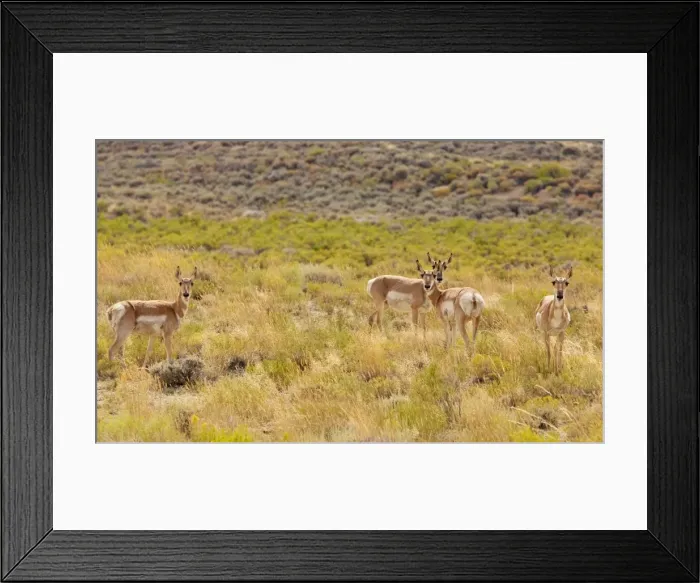 Framed Print : Pronghorns / Pronghorn Antelope - High Sagebrush desert, north of Rocksprings, Wyoming, USA, North America Framed Print : Pronghorns / Pronghorn Antelope - High Sagebrush desert, north of Rocksprings, Wyoming, USA, North America