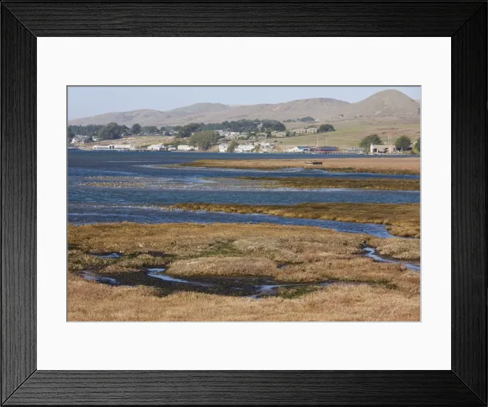 Framed Print : Saltmarsh and estuarine habitats with large flocks of waders and waterfowl, at Bodega Bay, North California, United States Framed Print : Saltmarsh and estuarine habitats with large flocks of waders and waterfowl, at Bodega Bay, North California, United States