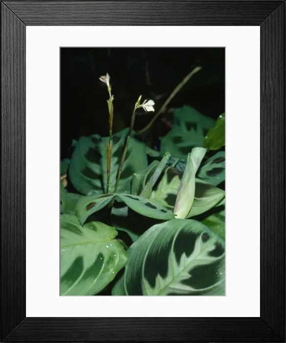 Framed Print : Prayer Plant / Rabbit Tracks Tropical America. Fam: Marantaceae Framed Print : Prayer Plant / Rabbit Tracks Tropical America. Fam: Marantaceae