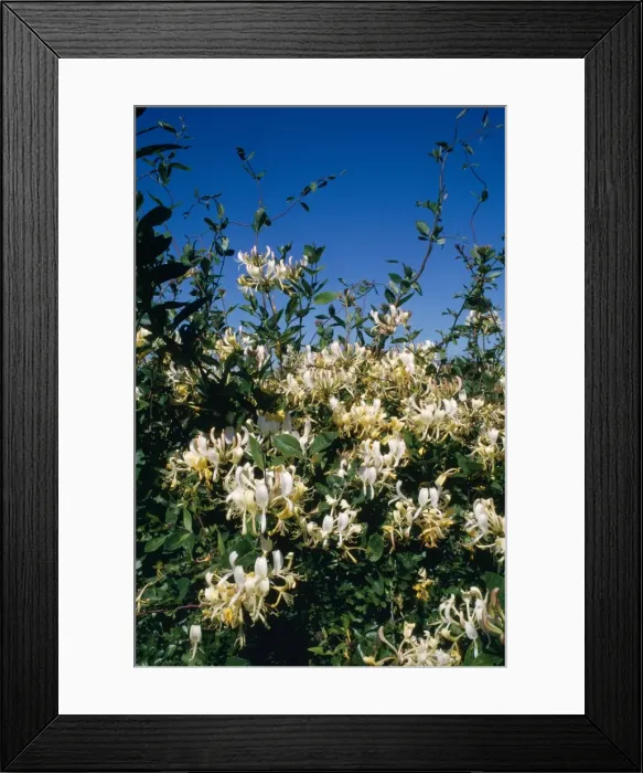 Framed Print : Honeysuckle - in hedge Framed Print : Honeysuckle - in hedge