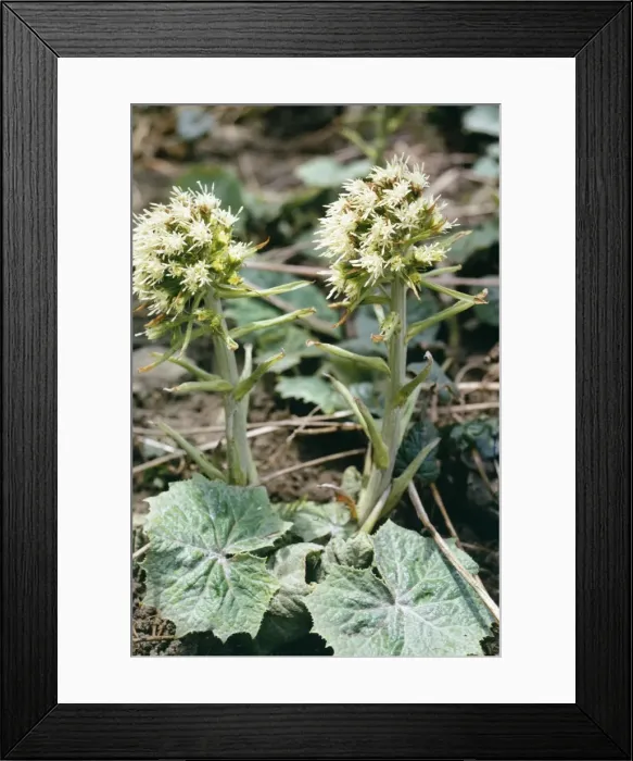 Framed Print : White Butterbur Framed Print : White Butterbur