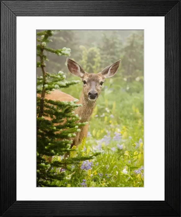 Framed Print : Columbian Black-tailed Deer - feeding among flowers in Mount Rainier National Park, Washington, USA, North America Framed Print : Columbian Black-tailed Deer - feeding among flowers in Mount Rainier National Park, Washington, USA, North America