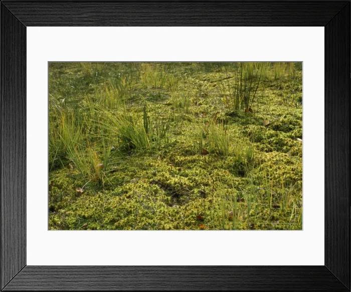 Framed Print : Moss - Sphagnum lawn Framed Print : Moss - Sphagnum lawn