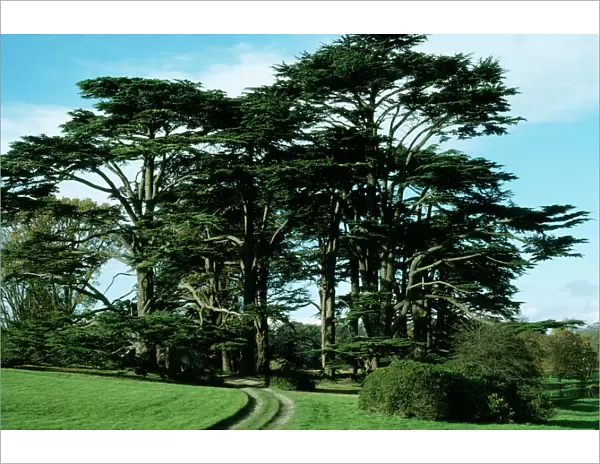 Cedars of Lebanon Attingham Park Shrewsbury, UK