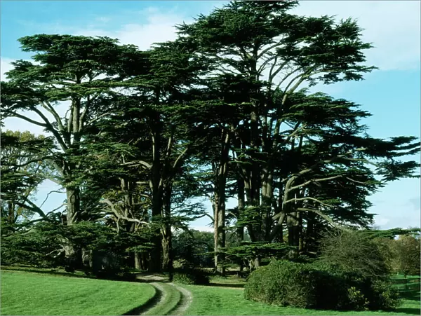 Cedars of Lebanon Attingham Park Shrewsbury, UK