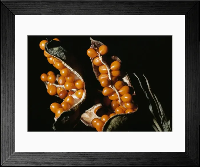 Framed Print : Roast Beef Iris (Gladdon) - capsules & berries Framed Print : Roast Beef Iris (Gladdon) - capsules & berries