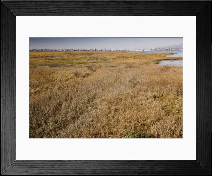 Framed Print : Saltmarsh and lagoon at Arrowhead Marsh, Martin Luther King Park, East Bay, Oakland; California, United States Framed Print : Saltmarsh and lagoon at Arrowhead Marsh, Martin Luther King Park, East Bay, Oakland; California, United States