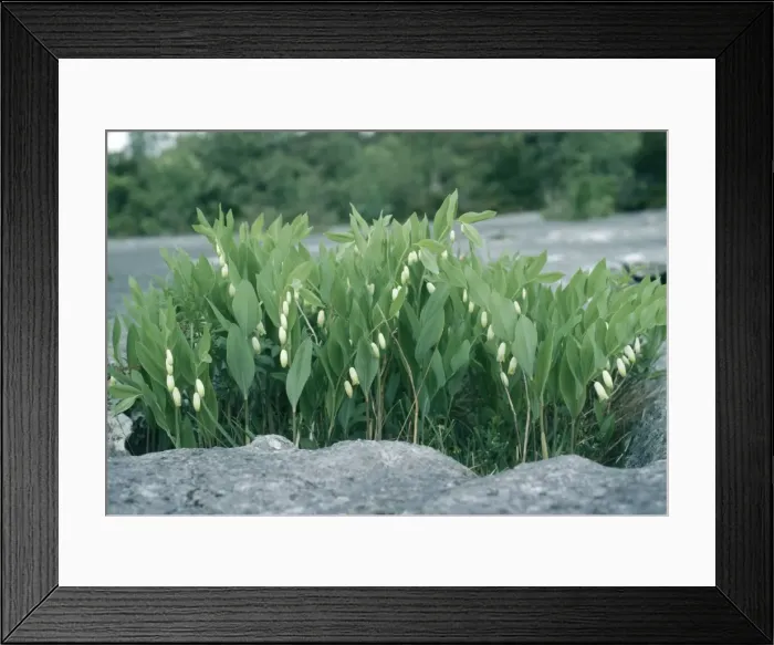Framed Print : Angular Soloman's Seal Limestone Pavement, Cumbria, UK Framed Print : Angular Soloman's Seal Limestone Pavement, Cumbria, UK