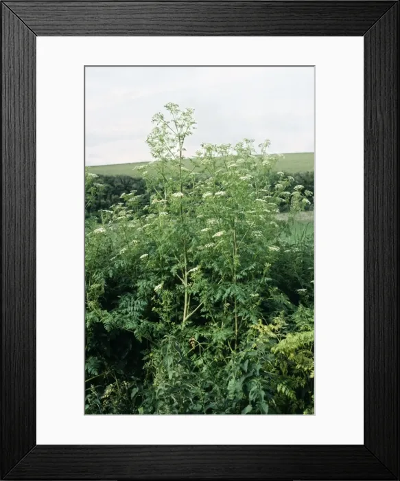 Framed Print : Hemlock Dorset, UK Framed Print : Hemlock Dorset, UK
