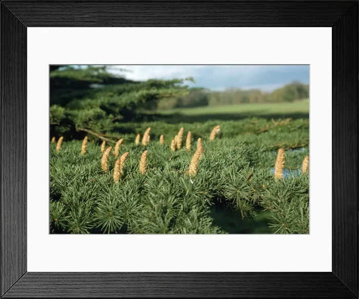 Framed Print : Cedar of Labanon - leaves & cones Framed Print : Cedar of Labanon - leaves & cones