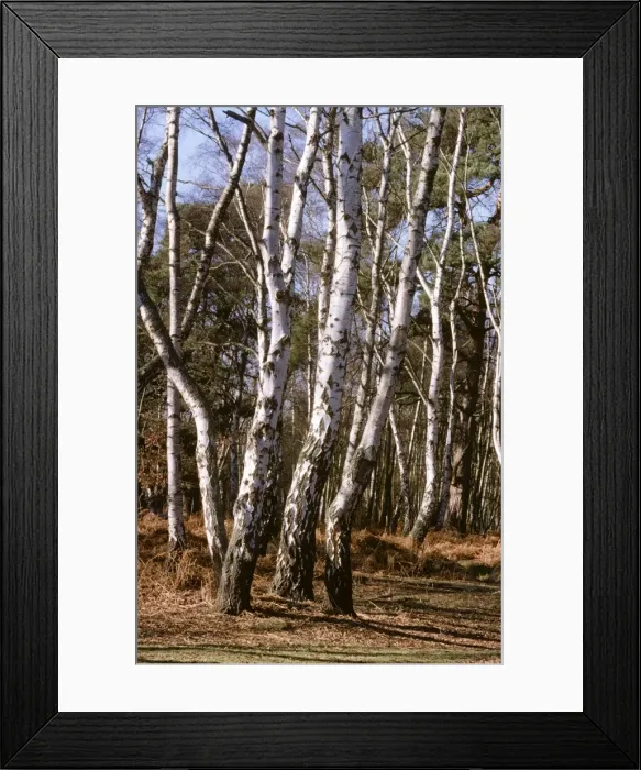 Framed Print : Silver Birch UK Framed Print : Silver Birch UK