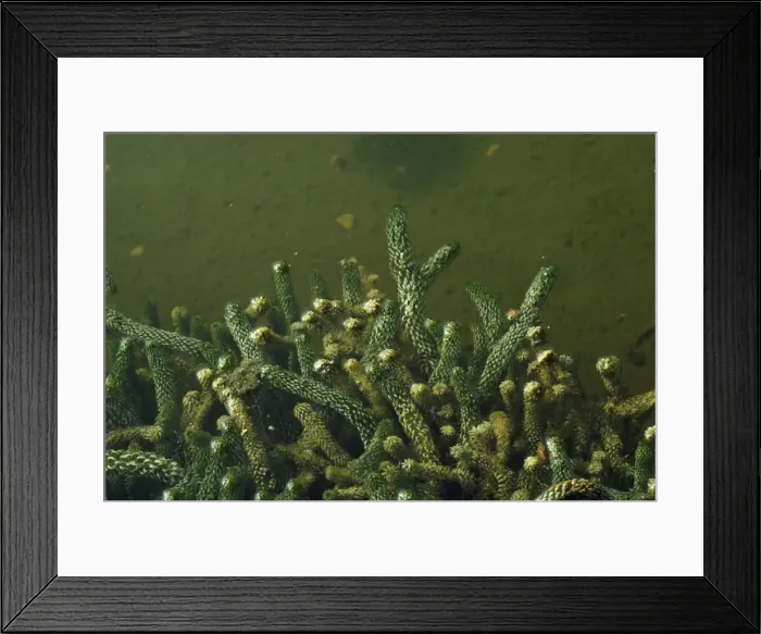 Framed Print : Canadian Ponweed Framed Print : Canadian Ponweed