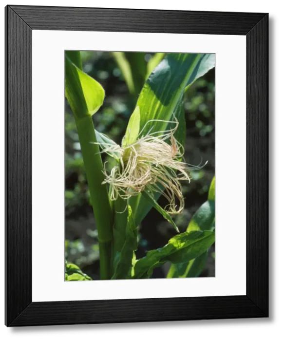 Framed Print : Sweet Corn / Maize - female flowers & tassels Framed Print : Sweet Corn / Maize - female flowers & tassels