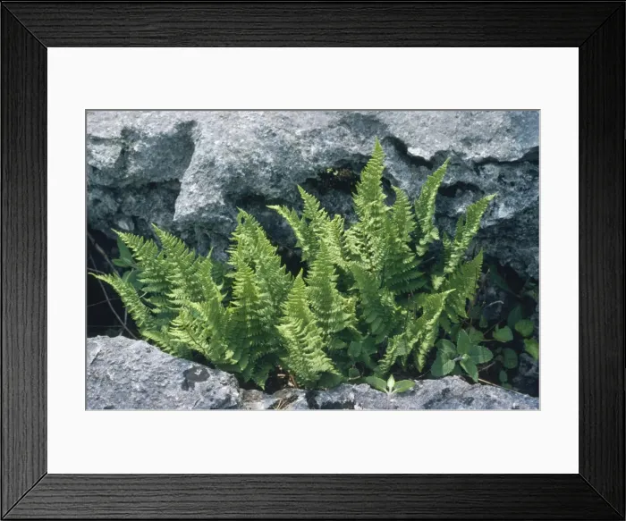 Framed Print : Rigid Buckler Fern - limestone pavement rarity Cumbria Formerly known as: Dryopteris uillarii Framed Print : Rigid Buckler Fern - limestone pavement rarity Cumbria Formerly known as: Dryopteris uillarii