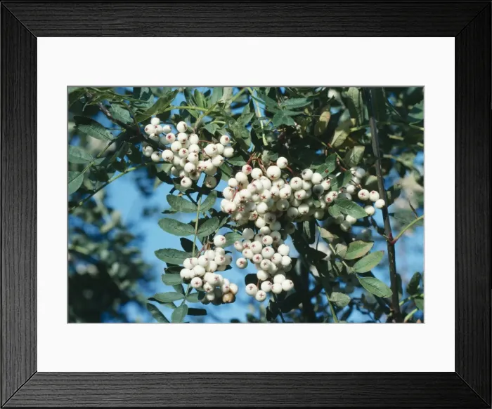 Framed Print : White-berried Rowan China Framed Print : White-berried Rowan China