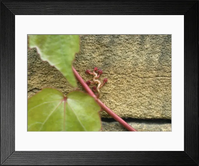 Framed Print : Virginia Creeper - suckers on sandstone wall Framed Print : Virginia Creeper - suckers on sandstone wall
