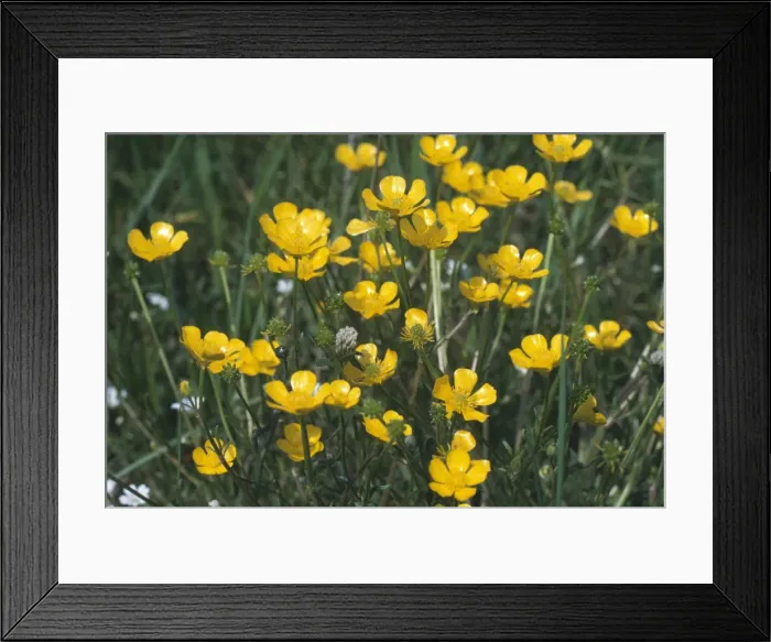 Framed Print : Bulbous Buttercup Framed Print : Bulbous Buttercup