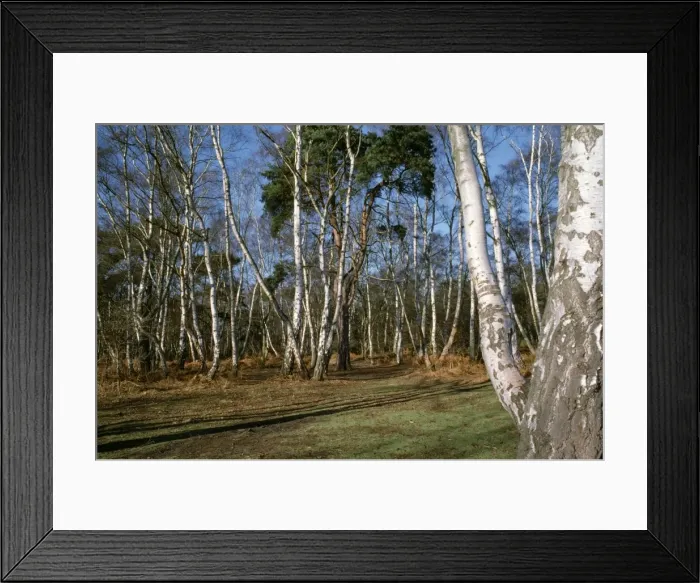 Framed Print : Silver Birch Wood - On Surrey heathland, near Wisley, UK Framed Print : Silver Birch Wood - On Surrey heathland, near Wisley, UK