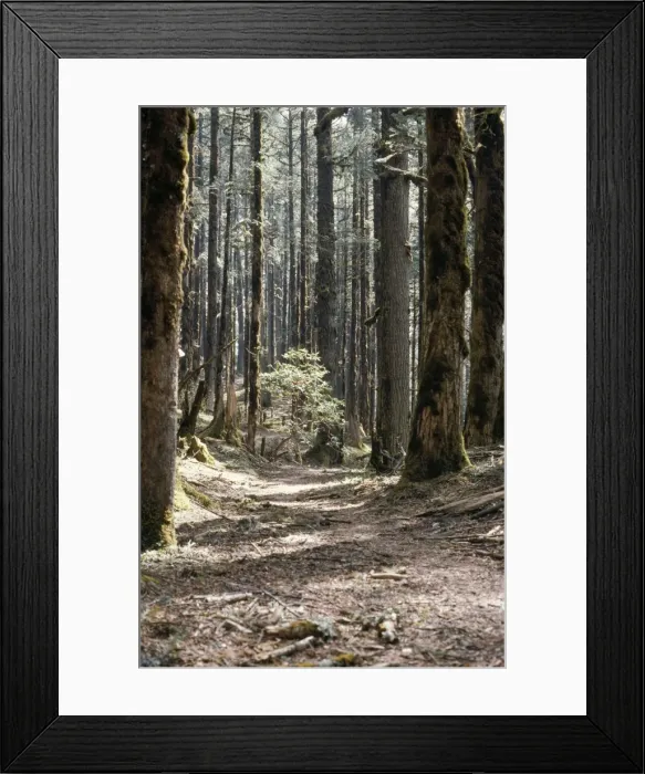 Framed Print : Ancient Silver Fir Forest Nepal Framed Print : Ancient Silver Fir Forest Nepal