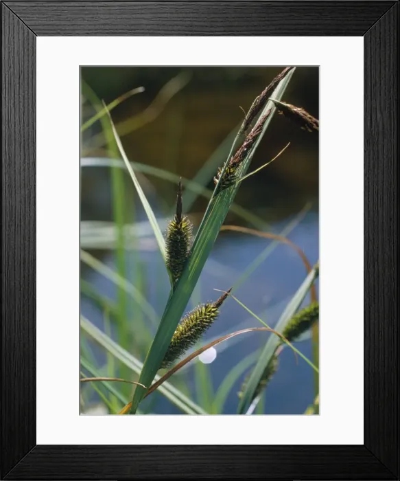 Framed Print : Greater Pond Sedge Framed Print : Greater Pond Sedge