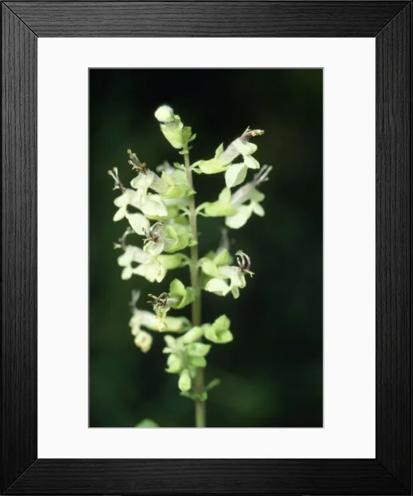 Framed Print : Wood Sage. ROG-3791. WOOD SAGE. Bob Gibbons Framed Print : Wood Sage. ROG-3791. WOOD SAGE. Bob Gibbons