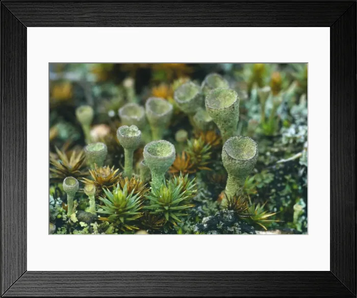 Framed Print : Common Cup Lichen New Forest Heathland, UK Framed Print : Common Cup Lichen New Forest Heathland, UK