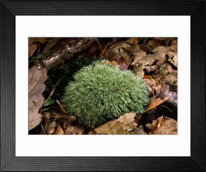 Framed Print : Fork Moss. ROG-3645. FORK MOSS. Leucobryum glaucum Framed Print : Fork Moss. ROG-3645. FORK MOSS. Leucobryum glaucum