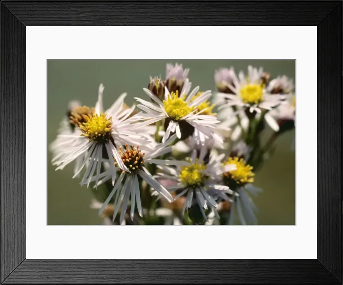 Framed Print : Sea Aster ROG 3699A Aster tripolium © Bob Gibbons / ARDEA LONDON Framed Print : Sea Aster ROG 3699A Aster tripolium © Bob Gibbons / ARDEA LONDON