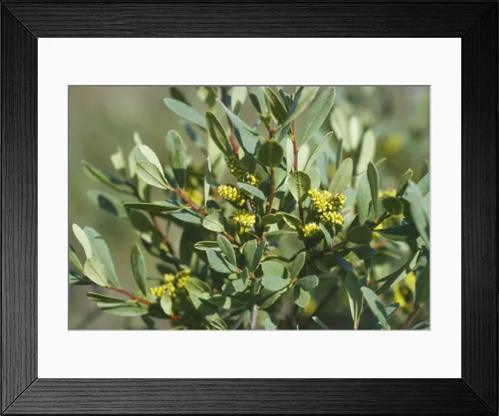 Framed Print : Bog Myrtle - with fruits New Forest, UK Framed Print : Bog Myrtle - with fruits New Forest, UK