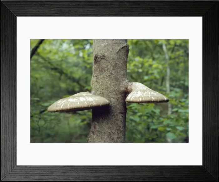 Framed Print : Birch Polypore Fungus Framed Print : Birch Polypore Fungus