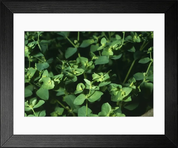 Framed Print : Petty Spurge Framed Print : Petty Spurge