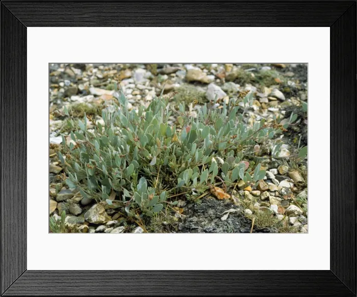 Framed Print : Sea Purslane UK Framed Print : Sea Purslane UK