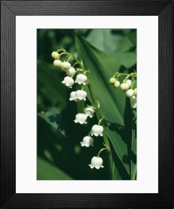 Framed Print : Lily of the Valley Framed Print : Lily of the Valley