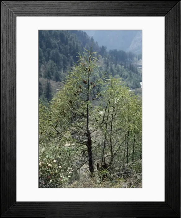 Framed Print : Sikkim Larch Nepal Framed Print : Sikkim Larch Nepal