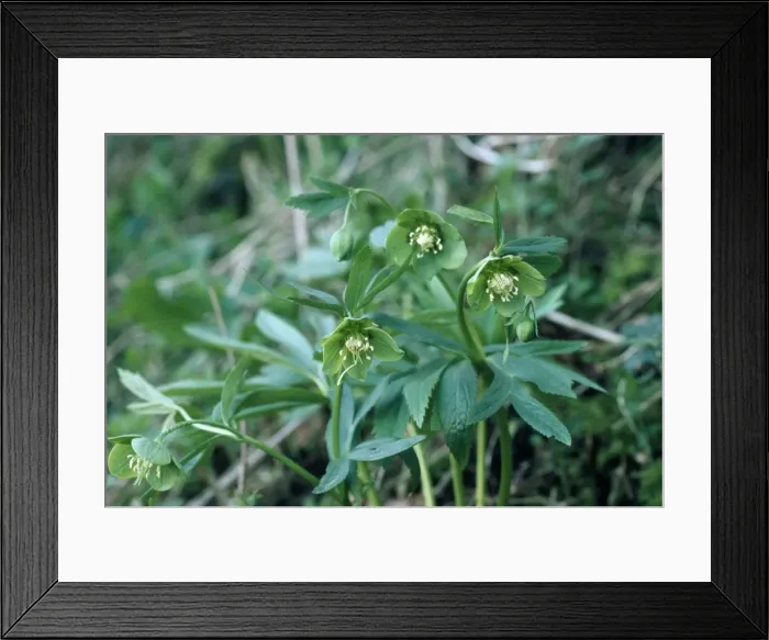 Framed Print : Green Hellebore Framed Print : Green Hellebore