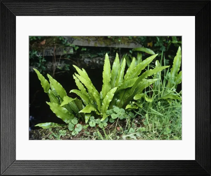 Framed Print : Hart's Tongue Fern Framed Print : Hart's Tongue Fern