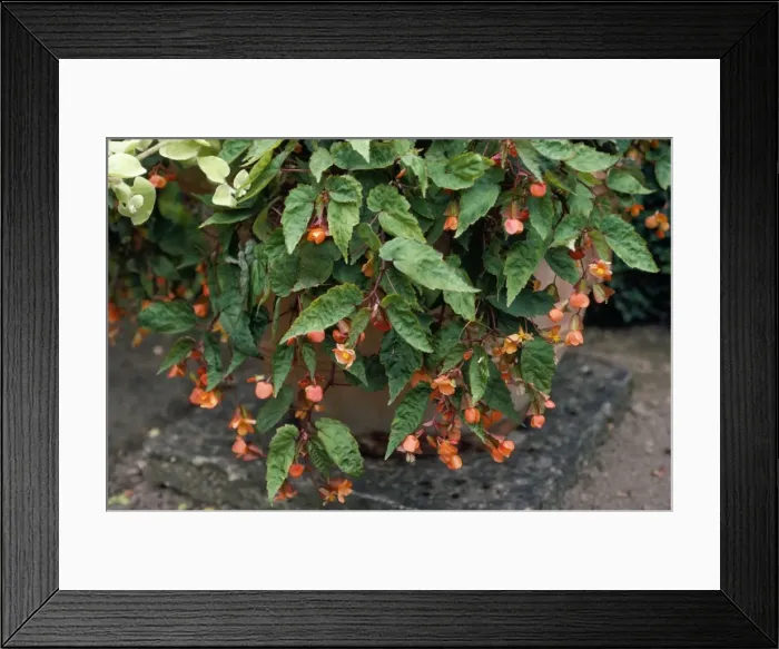 Framed Print : Begonia Sutherlandii Sissinghurst, UK