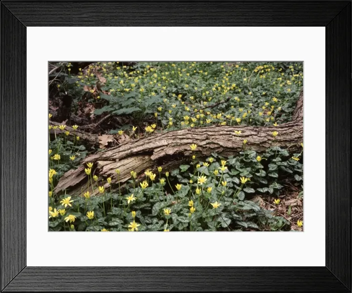 Framed Print : Lesser Celandine - in flower, in woodland Framed Print : Lesser Celandine - in flower, in woodland