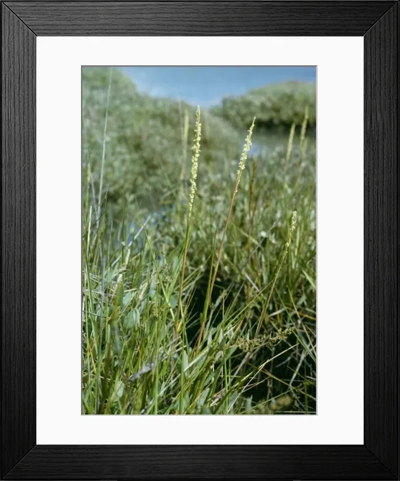 Framed Print : Spartina / Cord / Rice Grass Hampshire UK Framed Print : Spartina / Cord / Rice Grass Hampshire UK