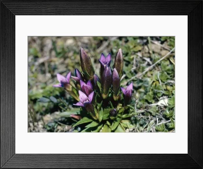Framed Print : Early Gentian Dorset Coast Framed Print : Early Gentian Dorset Coast