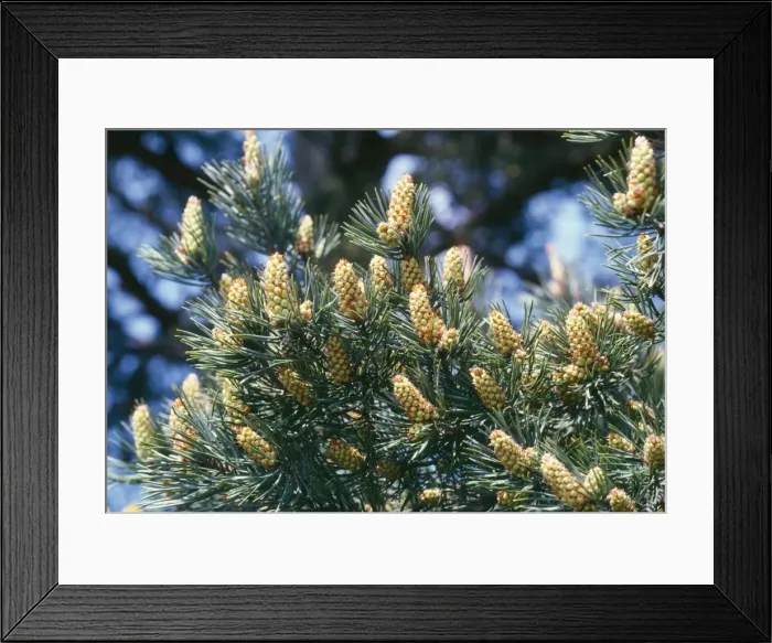 Framed Print : Scots Pine - young female cones Framed Print : Scots Pine - young female cones