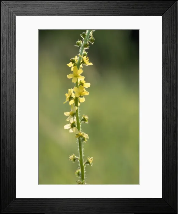 Framed Print : Common Agrimony Framed Print : Common Agrimony