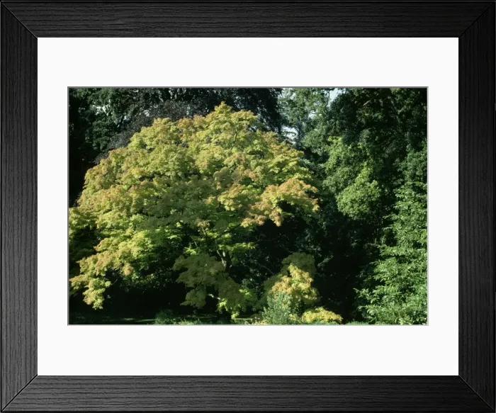 Framed Print : Maple. ROG-4631. MAPLE Tree. Acer palmatum Framed Print : Maple. ROG-4631. MAPLE Tree. Acer palmatum