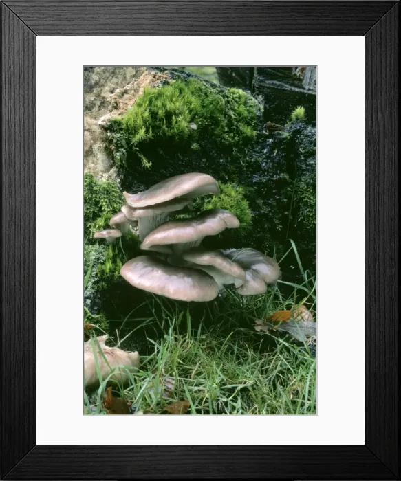 Framed Print : Oyster Fungus ROG 4795 Edible Pleurotus ostreatus © Bob Gibbons / ARDEA LONDON Framed Print : Oyster Fungus ROG 4795 Edible Pleurotus ostreatus © Bob Gibbons / ARDEA LONDON