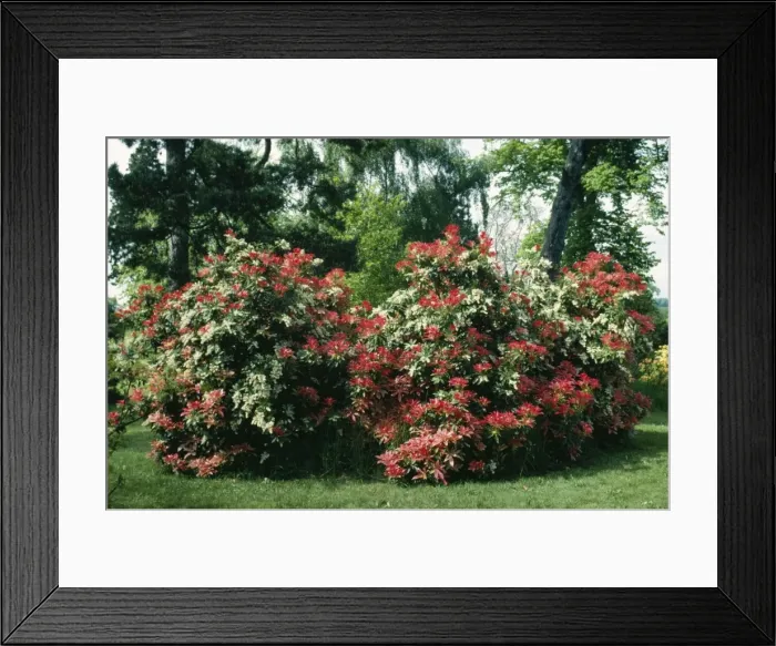 Framed Print : Pieris Formosa Forresti ROG 4891 Brokenhurst Park © Bob Gibbons / ARDEA LONDON Framed Print : Pieris Formosa Forresti ROG 4891 Brokenhurst Park © Bob Gibbons / ARDEA LONDON
