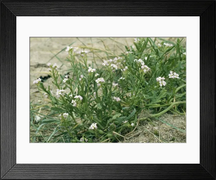 Framed Print : Sea Rocket - sand dunes Framed Print : Sea Rocket - sand dunes