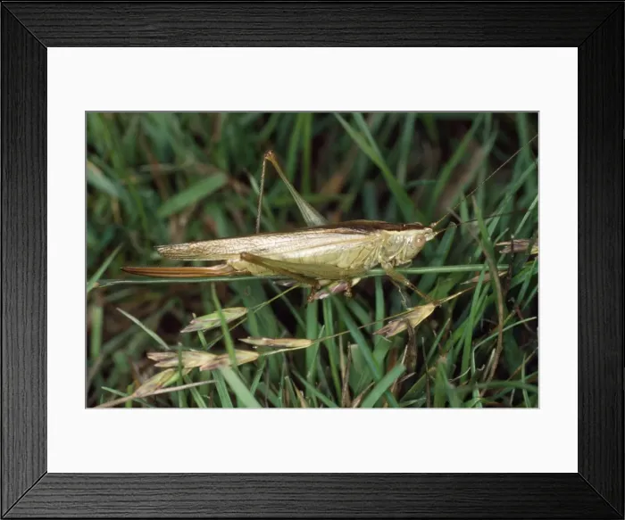 Framed Print : Long-winged Conehead Bush Cricket UK Framed Print : Long-winged Conehead Bush Cricket UK