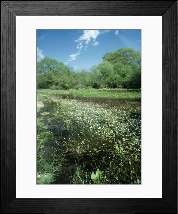 Framed Print : R0G-5553. ROG-5553. NEW FOREST. Marlpit, Norley Wood Framed Print : R0G-5553. ROG-5553. NEW FOREST. Marlpit, Norley Wood
