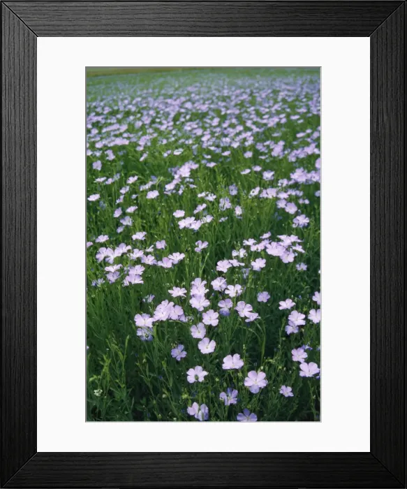 Framed Print : Cultivated Flax France Framed Print : Cultivated Flax France